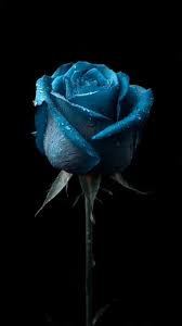 Rose PFP Pinterest