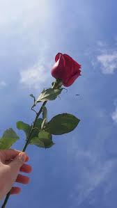 Soft Aesthetic Rose PFP