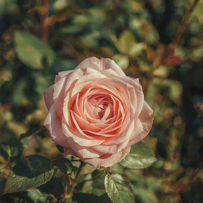 Rose PFP Blackpink