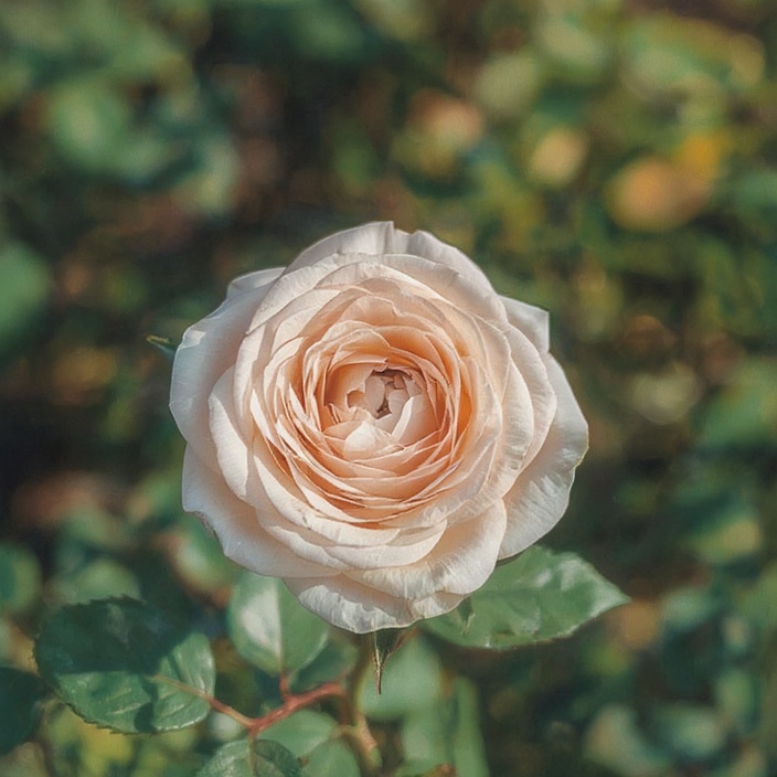 Rose PFP Blackpink